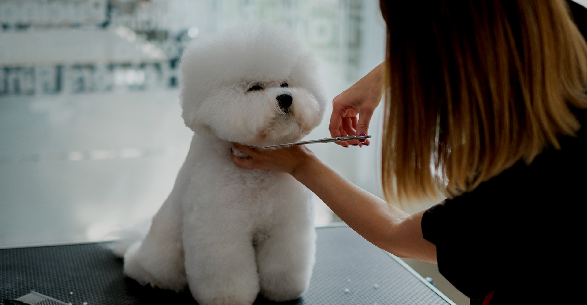 DOG GROOMING wish