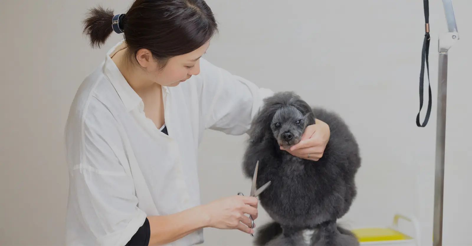 広島市の出張トリミングサロン DOG GROOMING wish