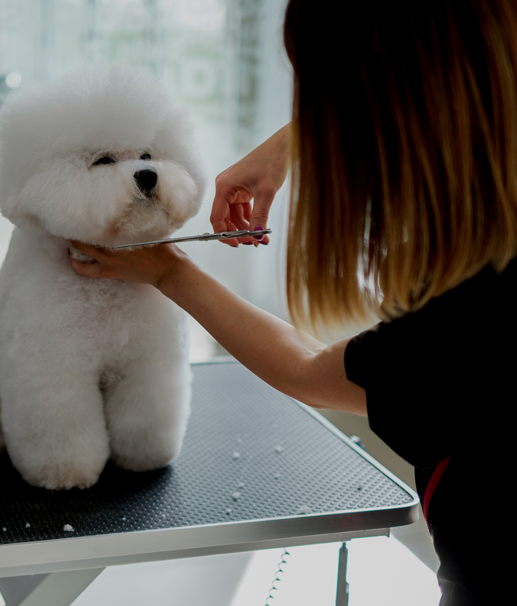 DOG GROOMING wish